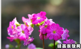 关于描写春天的优美短句,描绘春天的优美短句集锦