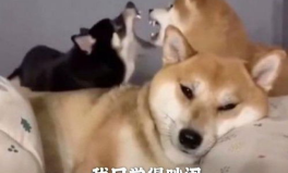 搞笑的沙雕句子,沙雕句子的欢乐盛宴
